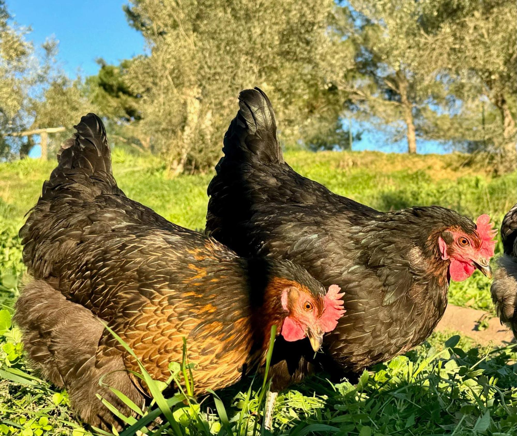 הוילה Città della Pieve Agriturismo Dandelion מראה חיצוני תמונה