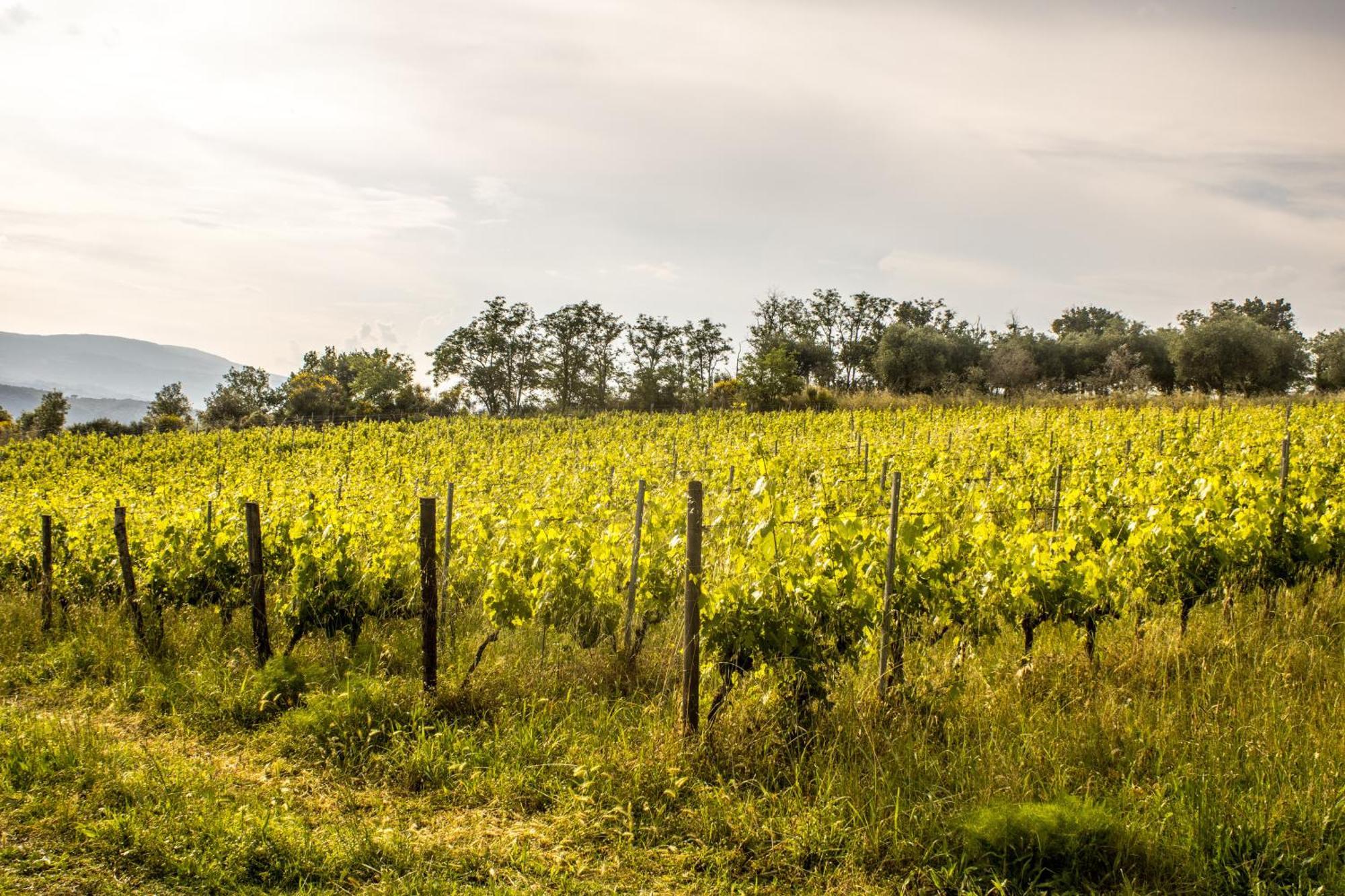 הוילה Città della Pieve Agriturismo Dandelion מראה חיצוני תמונה