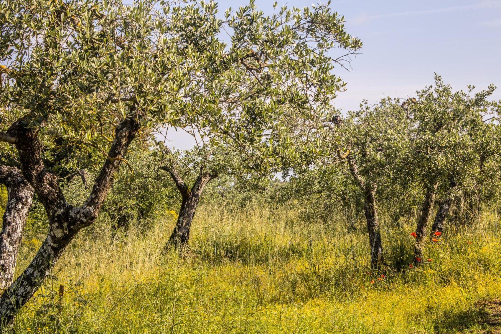 הוילה Città della Pieve Agriturismo Dandelion מראה חיצוני תמונה